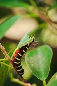 Close-up of insect on leaf