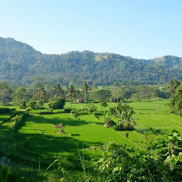 SCENIC VIEW OF MOUNTAINS