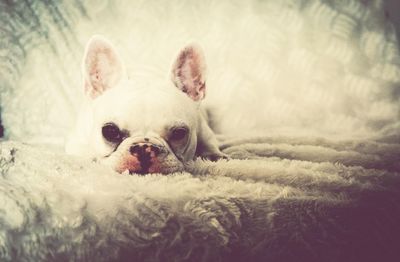 Dog lying on floor