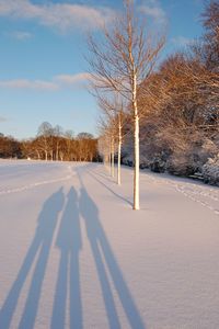 Bare trees on snow covered landscape