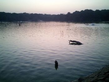 Reflection of trees in water