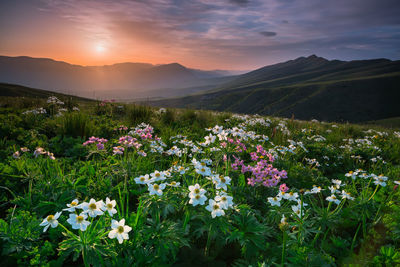 Beautiful flowers in the mountains on alpine meadows. scenic view of flowering. 