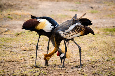 Side view of two birds on land