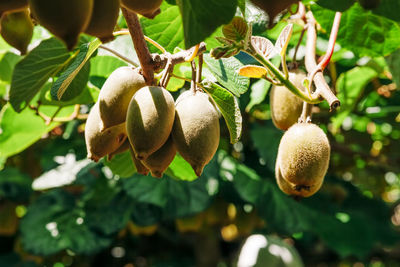 Close-up of kiwi fruits growing on tree