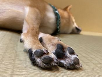 Close-up of a dog resting on floor at home