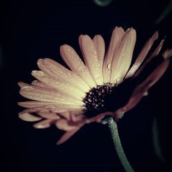 Close-up of water drops on flower against black background