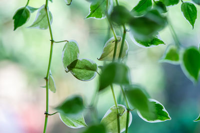green