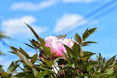 Close-up of pink flowers blooming against sky