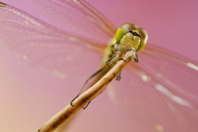 Close-up of dragonfly perching on branch