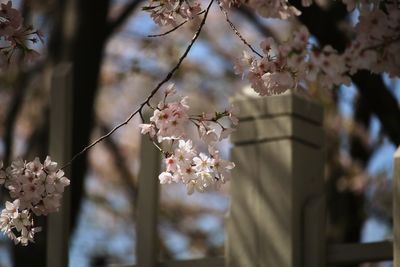 Low angle view of cherry blossoms in spring