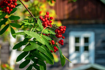 Close-up of red berries growing on tree