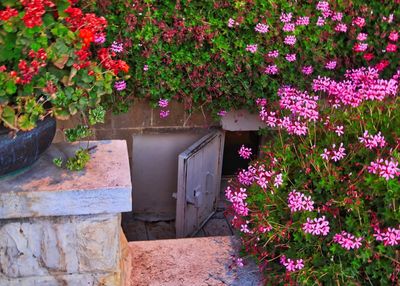 Flowers blooming outdoors