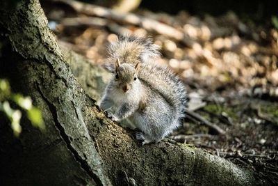 Close-up of a baby squirrel on tree trunk