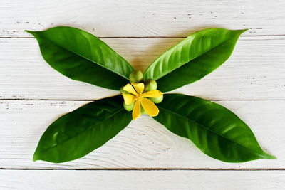 Directly above shot of flowering plant on table