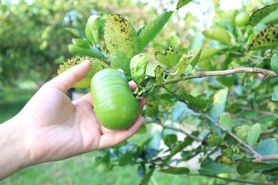 Close up of green lime lemon tree and female hands in the garden farm.