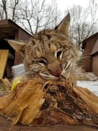 Close-up of a cat