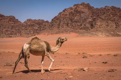 Giraffe in a desert