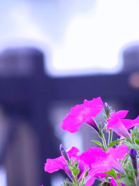 Close-up of pink flower blooming outdoors