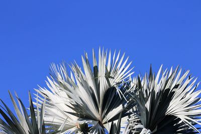 Low angle view of plants against blue sky
