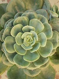 succulent plant