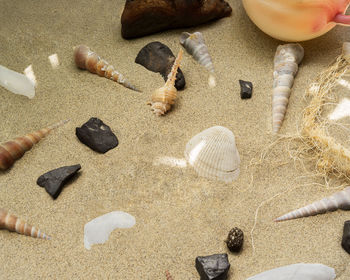 High angle view of shells on sand