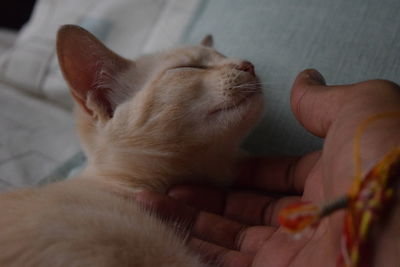 Close-up of cat with eyes closed