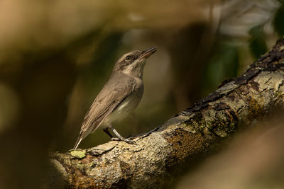 Close-up of bird perching on tree