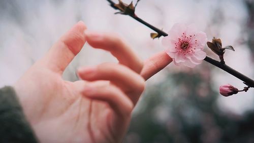 Cropped hand touching cherry blossoms