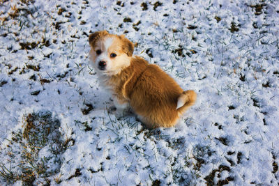 High angle view of a dog on snow