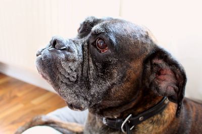 Close-up portrait of dog