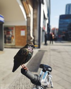 Bird perching on a city street