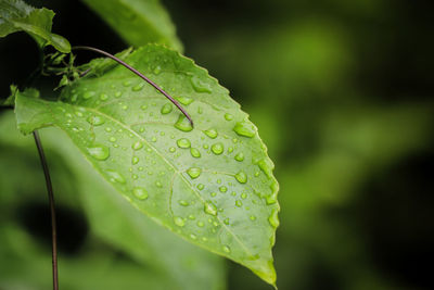 Close-up of raindrops on leaves