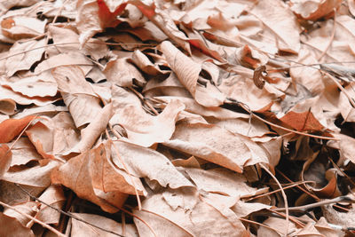 Full frame shot of dried autumn leaves