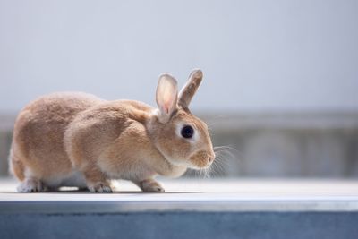 Close-up of a rabbit