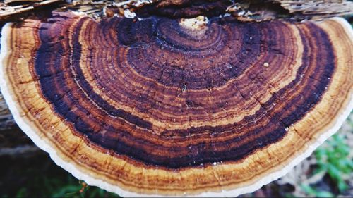 Close-up of tree stump