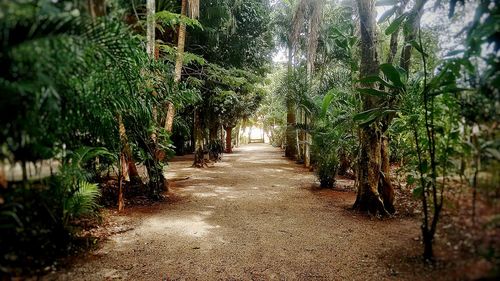 Footpath leading towards trees