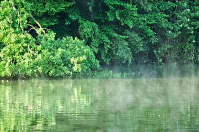 Scenic view of lake by trees