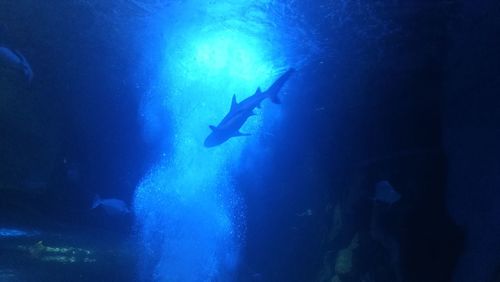 Man swimming in sea