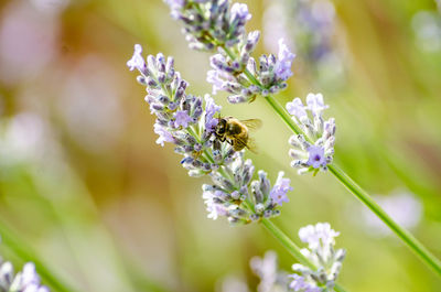 Close-up of bee pollinating on purple flower