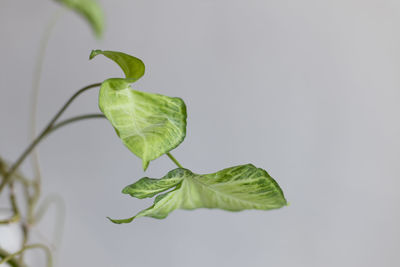 Close-up of green leaves on white background