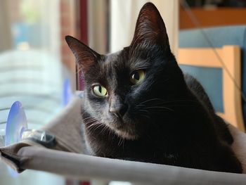 Close-up portrait of black cat