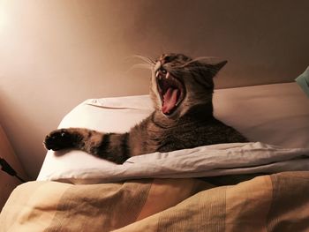 Close-up of cat yawning