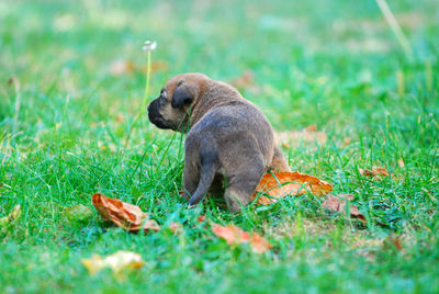 View of duck on grass