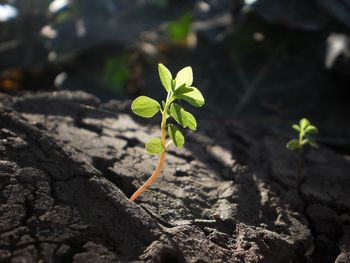 Close-up of plant growing on field