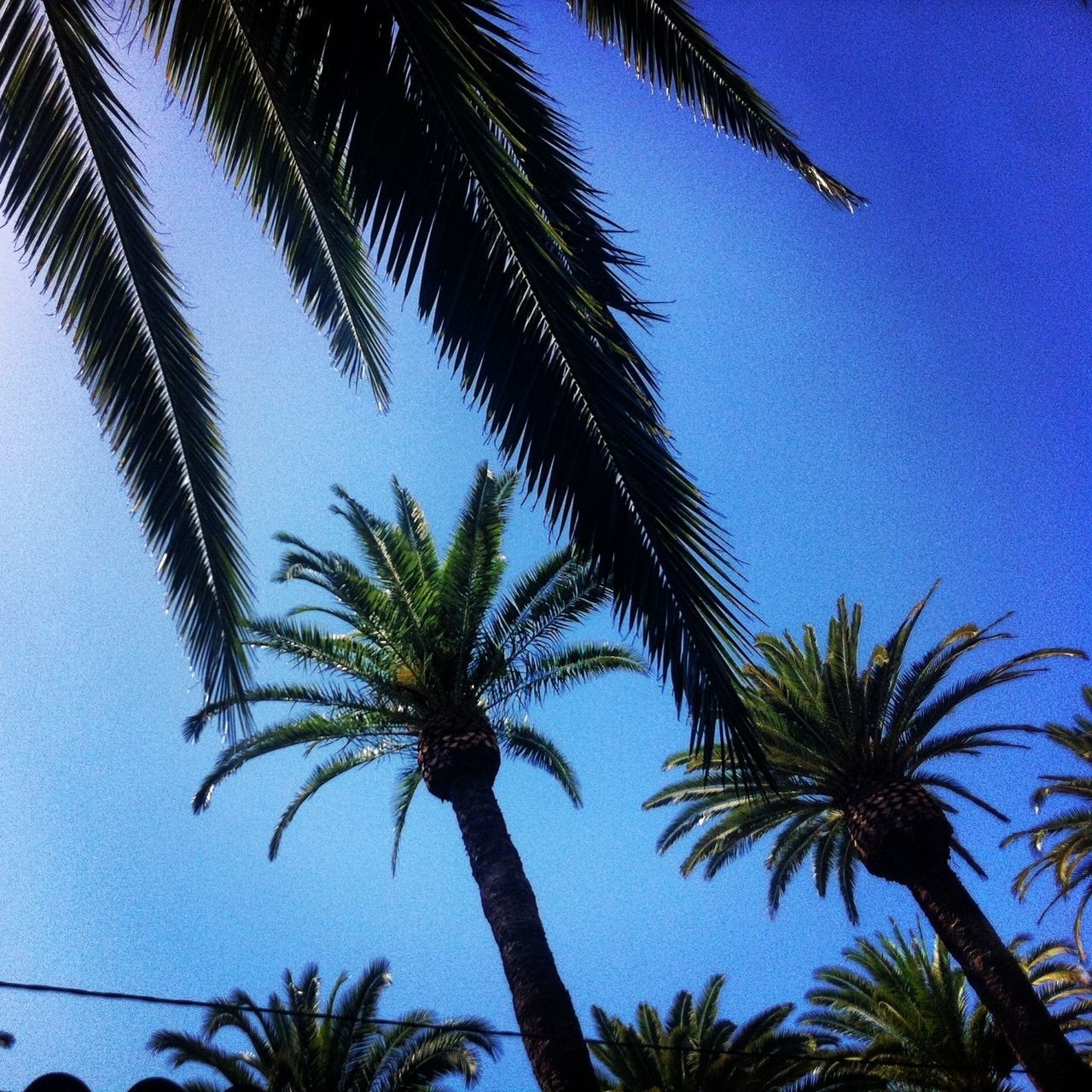 palm tree, low angle view, tree, growth, palm leaf, blue, sky, nature, tree trunk, silhouette, coconut palm tree, tranquility, beauty in nature, tropical tree, palm frond, tropical climate, clear sky, scenics, tall - high, leaf