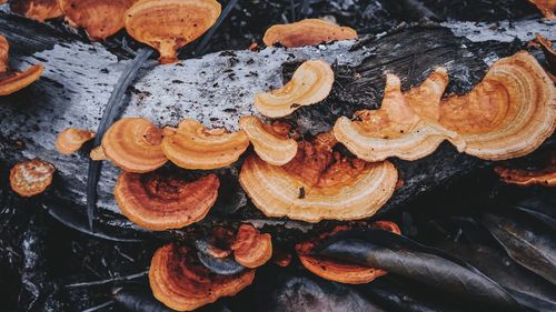 Full frame shot of meat