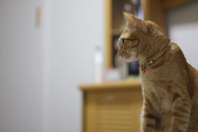 Close-up of a cat looking away at home