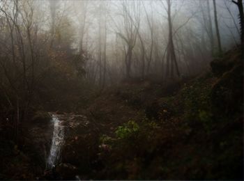 Scenic view of waterfall in forest