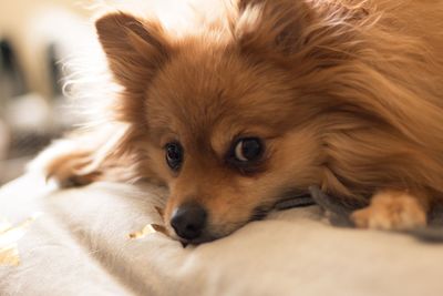 Close-up of dog lying down on bed