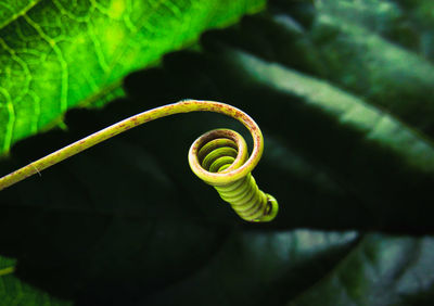 Close-up of spiral branch